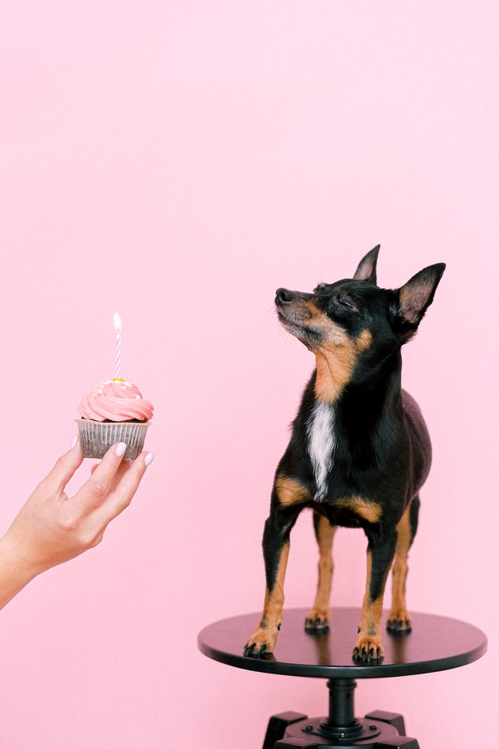 Miniature pinscher on platform with cupcake candle, pink background.